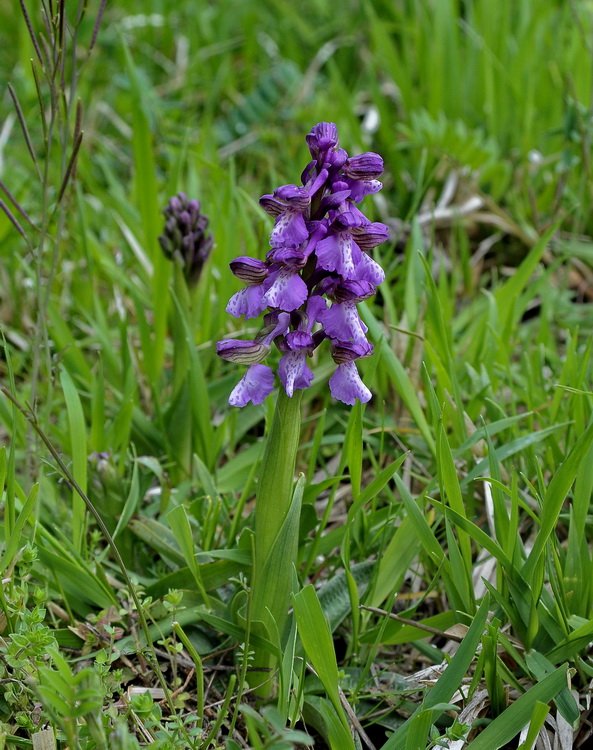 Orchidee del Casentino 2009